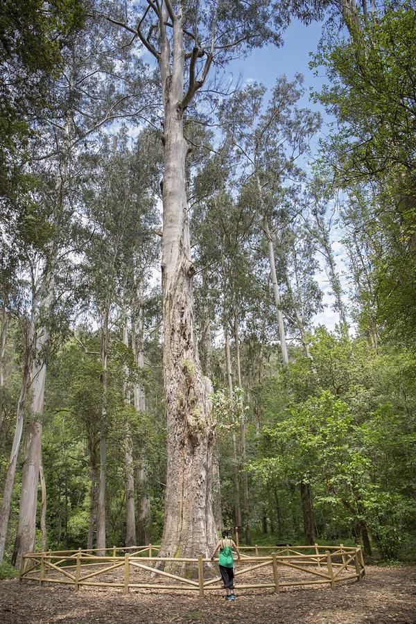 מלון ויביירו Pazo Da Trave מראה חיצוני תמונה